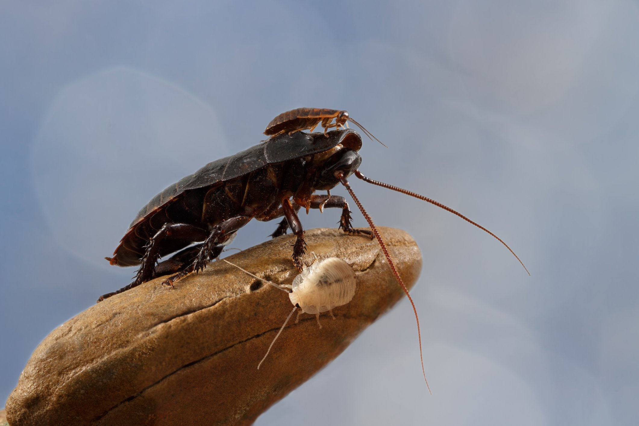 The zoo brings back to the tradition of Valentine's Day, and the naming cockroaches are toxic