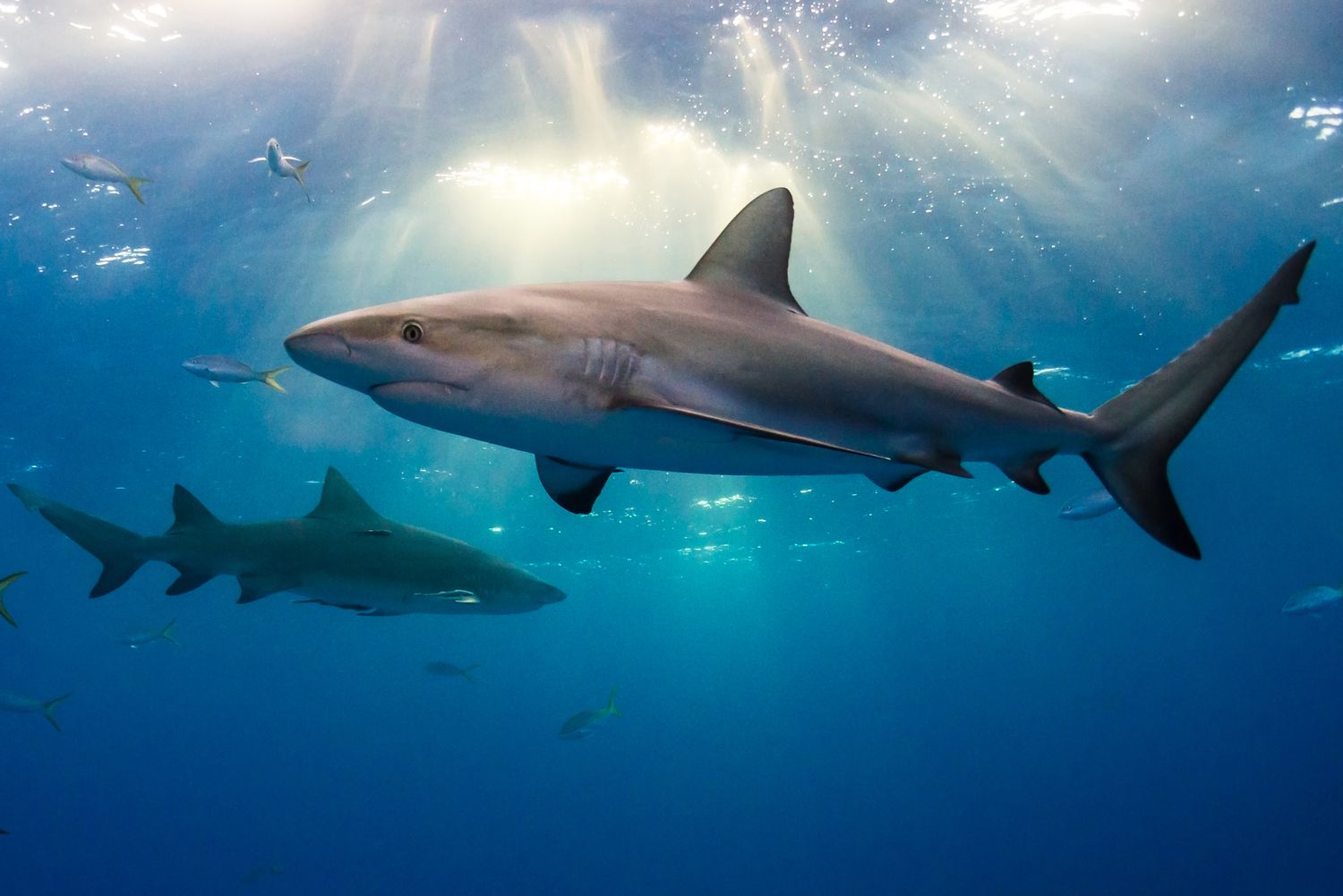 Police say 2 American tourists were injured in a Bahamian shark attack.